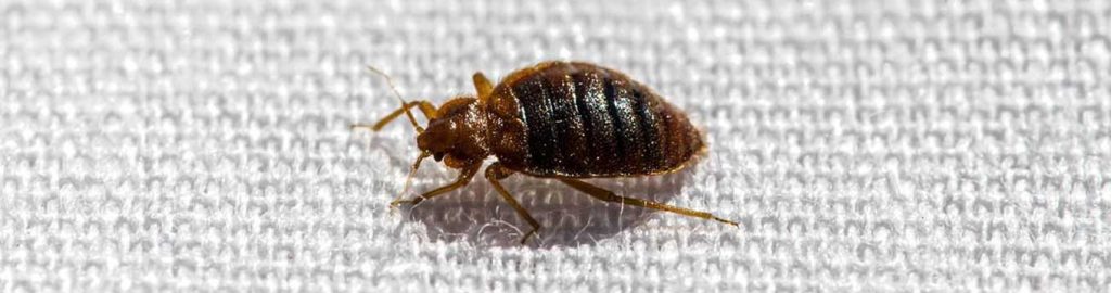 ΤΣΙΜΠΗΜΑ ΚΟΡΙΟΥ