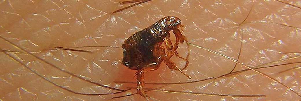 ΤΣΙΜΠΗΜΑ ΨΥΛΛΟΥ