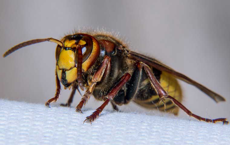 ΣΦΗΚΑ HORNET