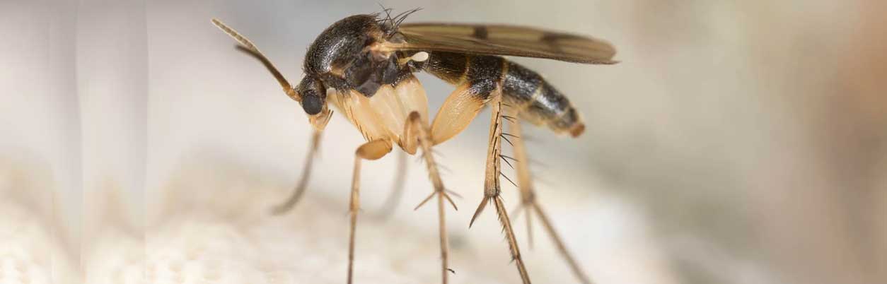 ΣΚΝΙΠΕΣ ΣΤΟ ΣΠΙΤΙ ΑΝΤΙΜΕΤΩΠΙΣΗ