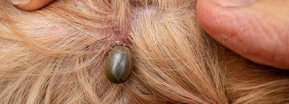 ΤΣΙΜΠΟΥΡΙ ΣΕ ΣΚΥΛΟ