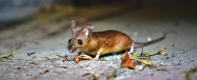 ΑΠΕΝΤΟΜΩΣΕΙΣ ΝΕΑ ΙΩΝΙΑ - ΜΥΟΚΤΟΝΙΕΣ