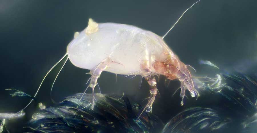 Άκαρι σκόνης σπιτιού σε υπερμεγέθυνση, Φωτό για το θέμα ΑΠΕΝΤΟΜΩΣΗ ΑΚΑΡΕΑ