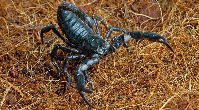 ΚΟΡΙΟΣ ΣΤΟ ΣΠΙΤΙ