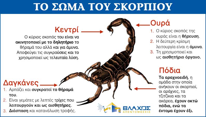 Το σώμα του σκορπιού. - Infographic από την ΑΠΕΝΤΟΜΩΣΕΙΣ ΒΛΑΧΟΣ για το άρθρο ΣΚΟΡΠΙΟΣ ΣΤΟ ΣΠΙΤΙ.