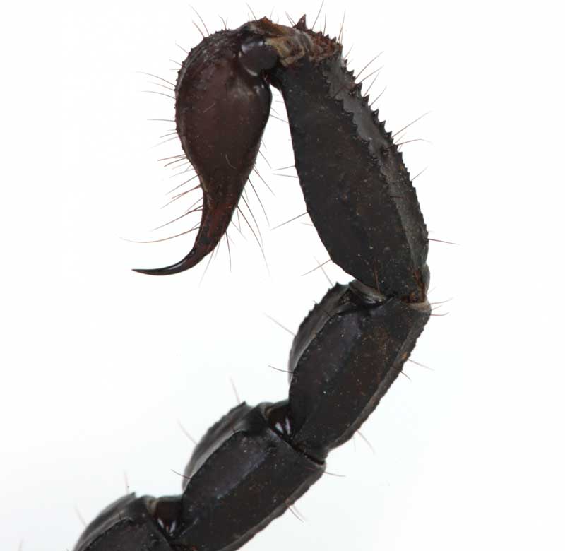 Το κεντρί του σκορπιού.