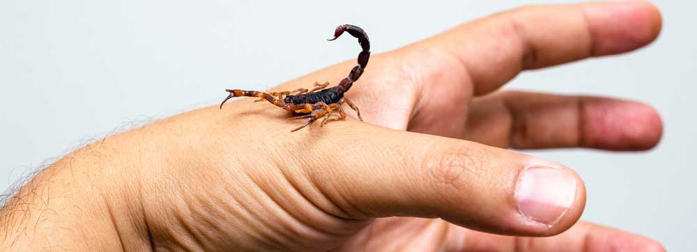 ΤΣΙΜΠΗΜΑ ΣΚΟΡΠΙΟΥ