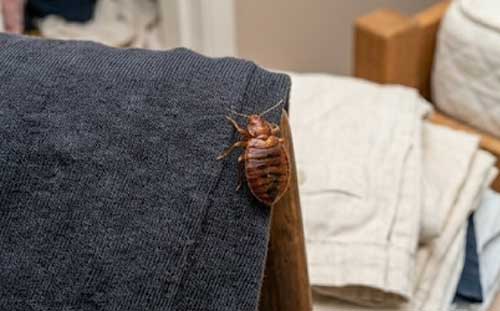 ΠΩΣ ΜΕΤΑΦΕΡΟΝΤΑΙ οι ΚΟΡΙΟΙ στα ρούχα