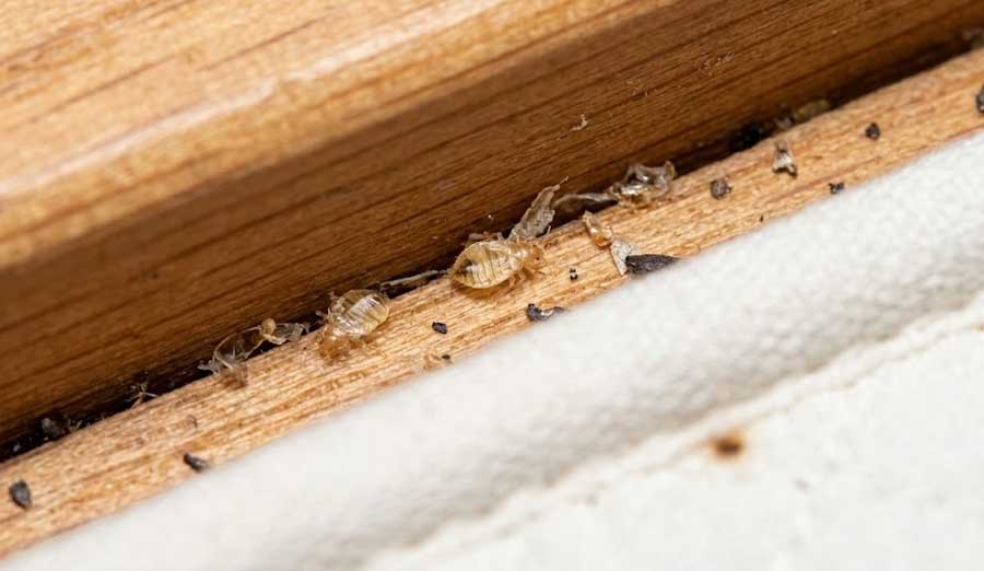 Εξωσκελετοί κοριών από την απέκδυση του δέρματος.