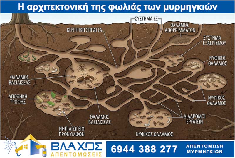 Πως κατασκευάζουν τη φωλιά τους τα μυρμήγκια σε μία αποικία - Infofraphic