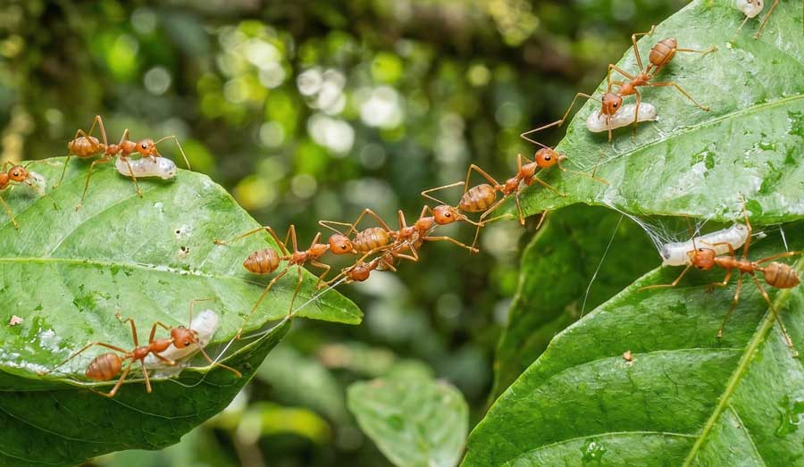 Ομάδα από ΜΥΡΜΗΓΚΙΑ λειτουργούν ομαδικά φτιάχνοντας γέφυρα με τα σώματά τους.