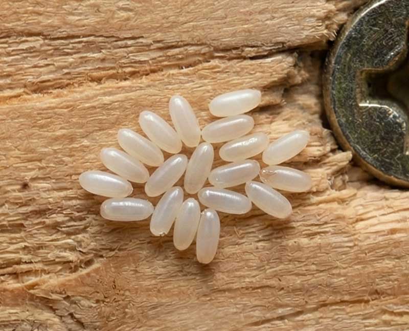 ΠΟΥ ΚΡΥΒΟΝΤΑΙ ΟΙ ΚΟΡΙΟΙ - Σημάδια προσβολής από κοριούς - Αυγά