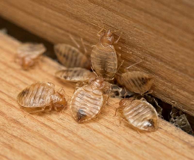 ΠΟΥ ΚΡΥΒΟΝΤΑΙ ΟΙ ΚΟΡΙΟΙ - Σημάδια προσβολής από κοριούς - Κελύφη εκδύσεων