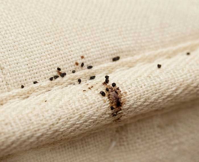 ΠΟΥ ΚΡΥΒΟΝΤΑΙ ΟΙ ΚΟΡΙΟΙ - Σημάδια προσβολής από κοριούς - Σκούρες/μαύρες κουκκίδες
