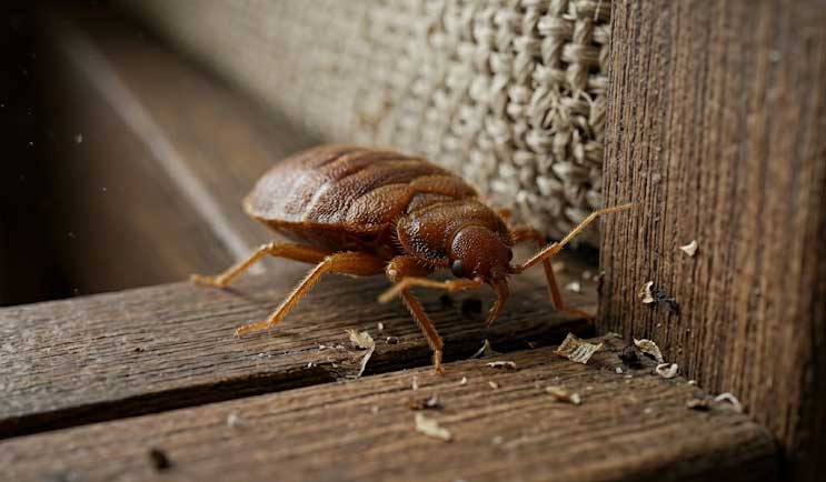 Κοριός στο πλαίσιο κρεβατιού κατά την ΑΠΕΝΤΟΜΩΣΗ ΓΙΑ ΚΟΡΙΟΥΣ
