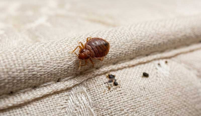 ΠΟΥ ΚΡΥΒΟΝΤΑΙ ΟΙ ΚΟΡΙΟΙ