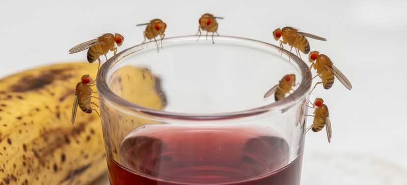 Φρουτόμυγα (Drosophila): Μικρή μύγα που εμφανίζεται κοντά σε ώριμα φρούτα