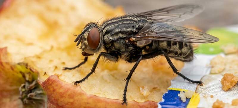 Κοινή Μύγα (Musca domestica): Η πιο διαδεδομένη. - ΜΥΓΑ ΣΤΟ ΣΠΙΤΙ